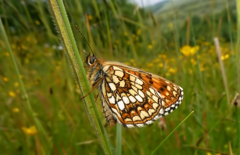 Un Gioiellino ...raro!! - Melitaea diamina (Lang, 1789)